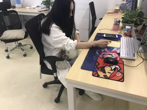 提前进入工作状态的同事们清一色的抱猫取暖!纳尼!